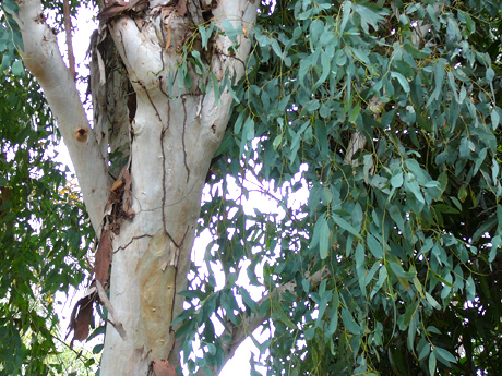 eucalyptus3
