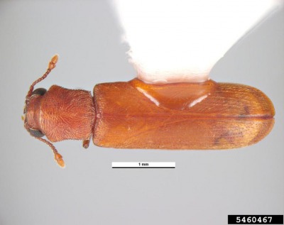 図3　ヒラタキクイムシ（Lyctus brunnus）（Pest and Diseases Image Library , Bugwood.org撮影）