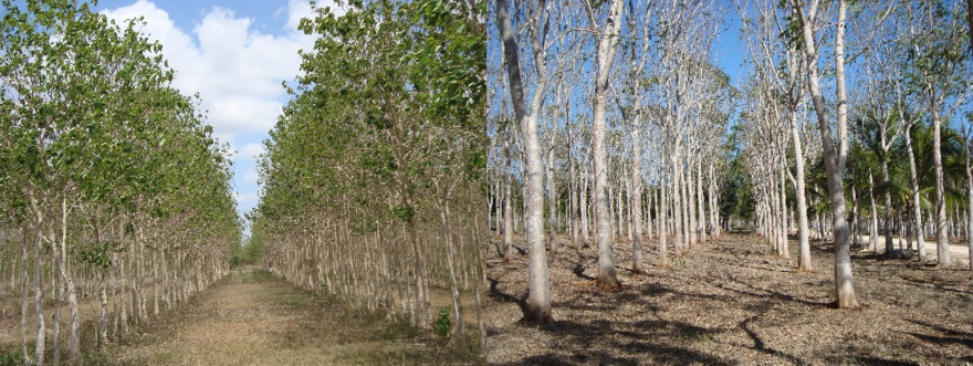 図10　典型的な植林地の状況