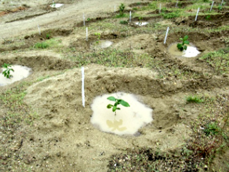 ミャンマーマンダレー州の植林地における開放式単離並列型（下図参照）の作成作業風景と降雨がたまった様子。