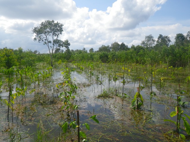 湛水した湿地での試験造林