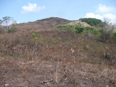 荒廃した土地に緑を取り戻す試み 公益財団法人 国際緑化推進センター